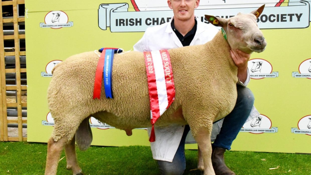 The Irish Charollais Sheep Society
